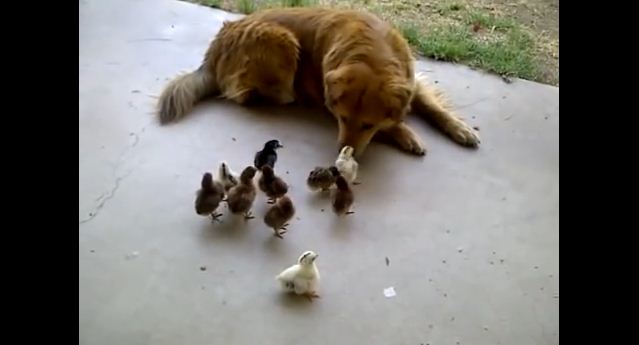 It Was Love at First Sight For This Dog And His 10 Adopted Chicks