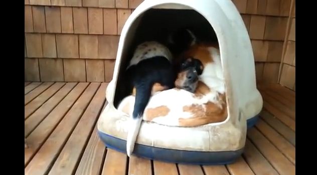 It Looks Like An Ordinary Dog House Until You See What Comes Out!