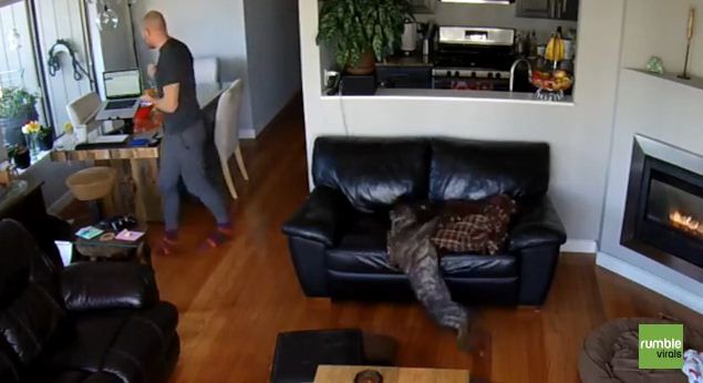 He Left His Dog Napping In The Couch But Couldn’t Have Expected This!