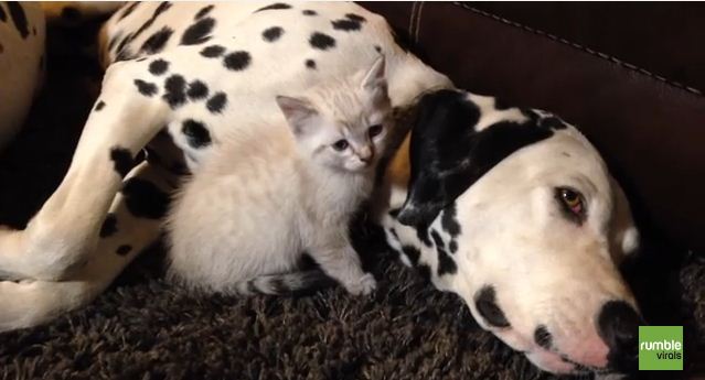 This Kitten Falls Asleep In The Safest Place Ever – Between Dalmatians