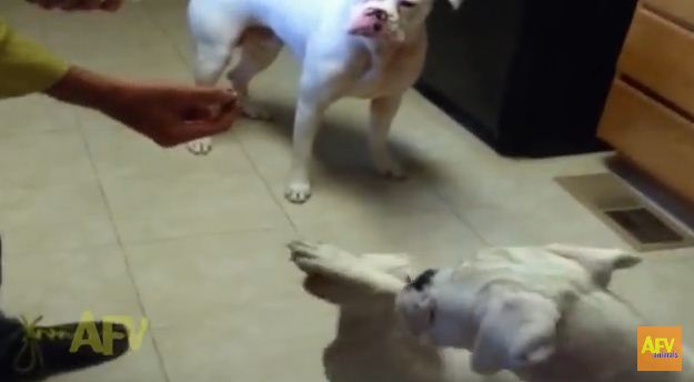 Watch What Happens When This Guy Holds Up One Treat In Front Of Three Dogs