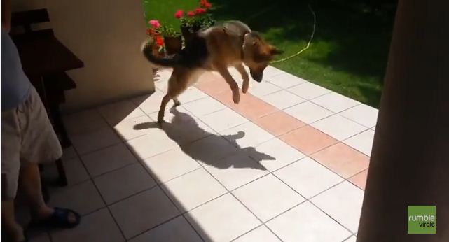 Watch This Dog’s Priceless Reaction After Discovering She Has A Shadow