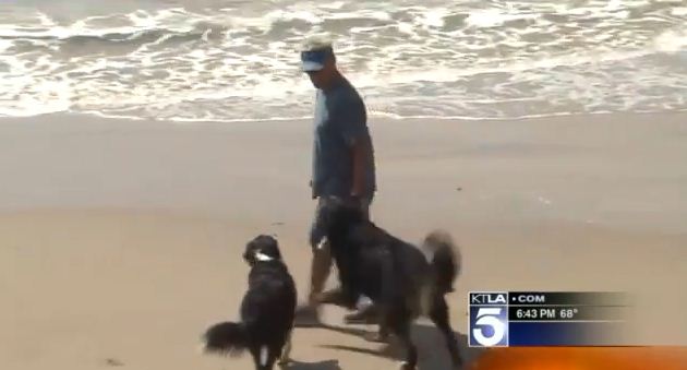 Dog Saves Swimmers From Dangerous Rip Currents In California