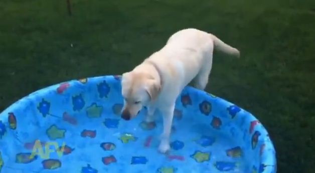 Polite Dog Gets out of pool to “Go”