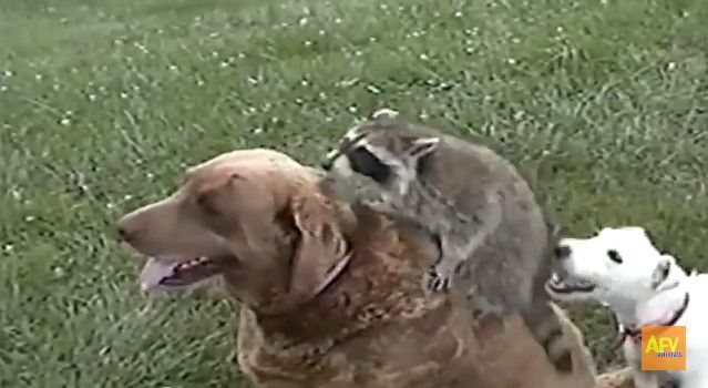 There’s Nothing This Cute Raccoon Wants More Than Being BFF With These 2 Dogs