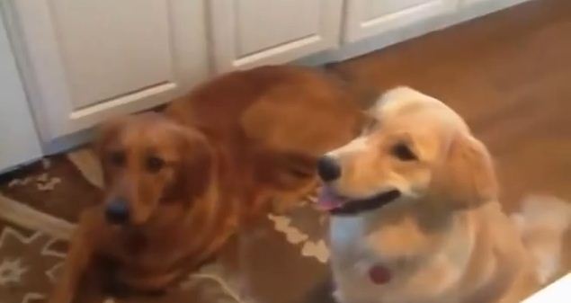 This Dog Would Really Love To Catch Your Treats, But Just…Can’t…DO IT.
