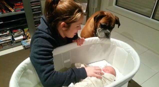 They Let Their Boxers Meet The Newborn Baby And Something Absolutely Precious Happens