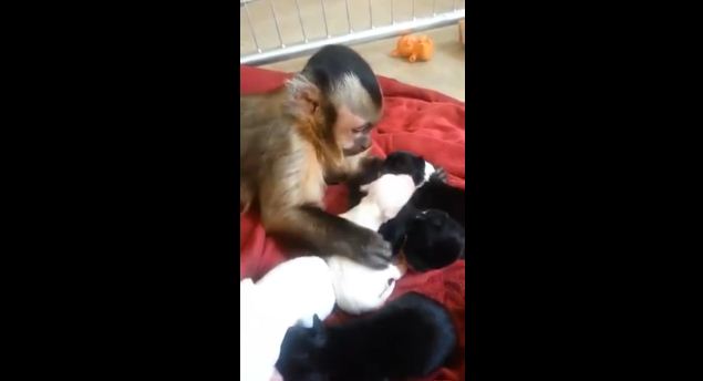 This Monkey Fell In Love With These Puppies And His Reaction Says A Lot About Animal Compassion