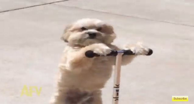 Dog Rides Scooter Like A Pro