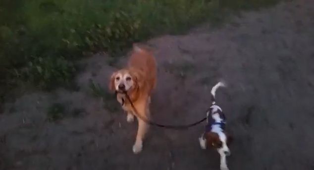 Big Sister Takes Little Brother for a Walk