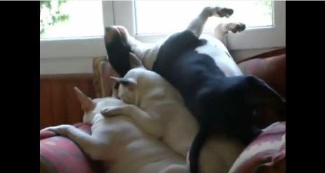 Bull Terriers Make a Snuggle Sandwich