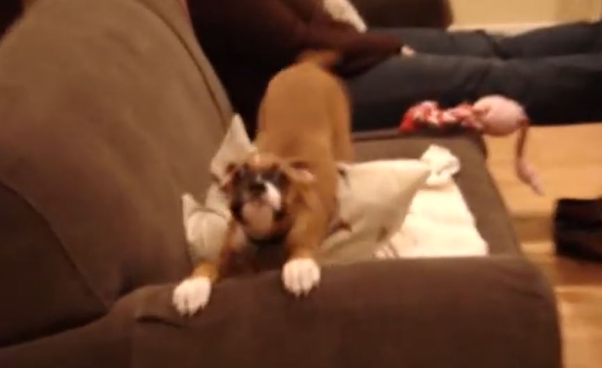 Bella The Boxer Can’t Contain Her Excitement! I Don’t Think I’ve Ever Seen A Reaction Like This!