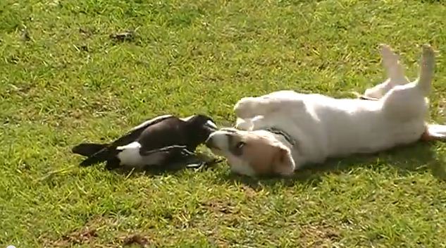 Dog & Australian Magpie Are Best Buddies