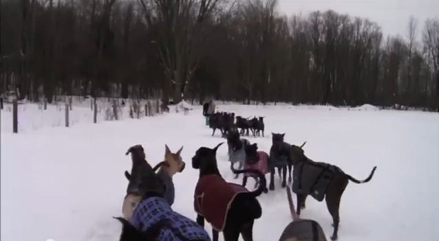 Here’s What Happens When 35 Great Danes Go For A Walk In The Snow