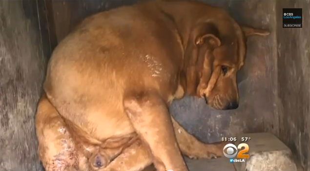 What They Rescued From A Boarded Up Doghouse Is Absolutely Heartbreaking