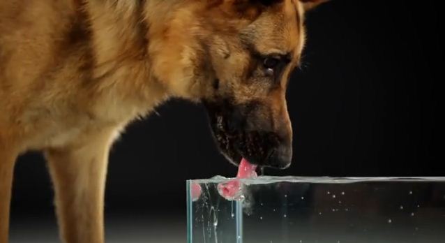 Ultra Slow Motion Video Shows Fascinating Fact About Dogs That We Never Knew