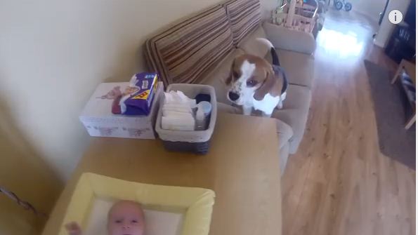 When Baby Started To Cry, This Dog Had A Reaction You Need To See For Yourself