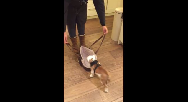 Instead Of Going On A Walk Like Most Dogs, This Tiny Bulldog Does The Cutest Thing