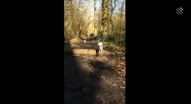 Look Closely: What This Pug Does At The 18 Second Mark Is Hysterical