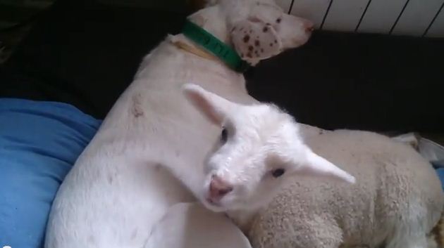 Affectionate Rescued Lamb Finds Comfort And Snuggles With Rescued Dog