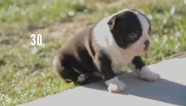 These Puppies Learning To Walk Will Make Your Day