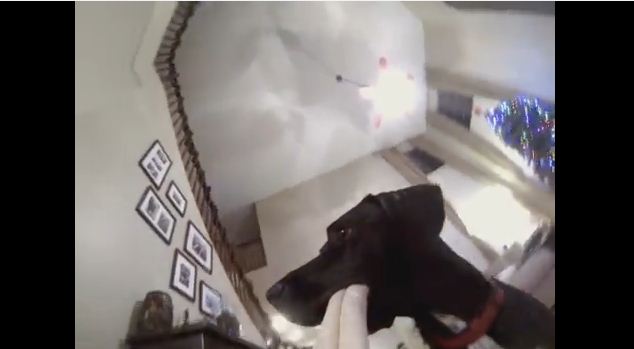 This Is Exactly What Happens When You Give A Dog A Selfie Stick (LOL)
