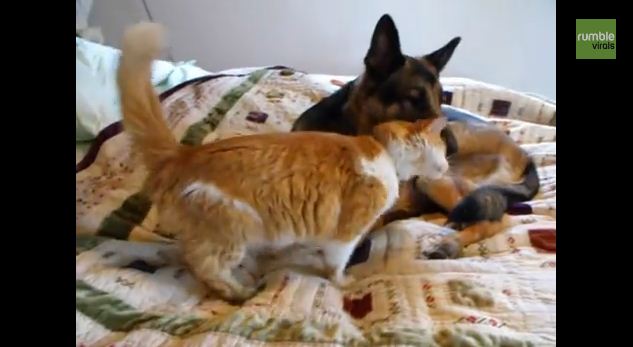 This German Shepherd Is So Relieved His Missing Cat Friend Is Back Home
