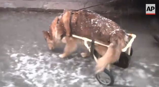 Man Builds Wheelchair For Disabled Dog And Demand Explodes