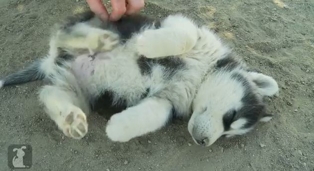 Husky Pup Is Lost In Belly-Rubbin’ Bliss