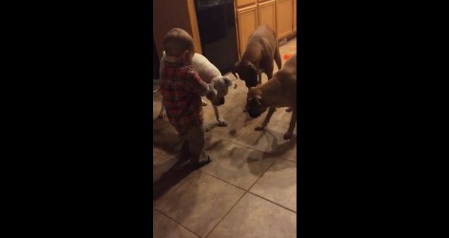 She Left Her Baby Alone With The Dogs For One Minute. What They Do- OMG!