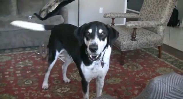 Dogs Response To Getting A Kitten Friend Is Hilarious!