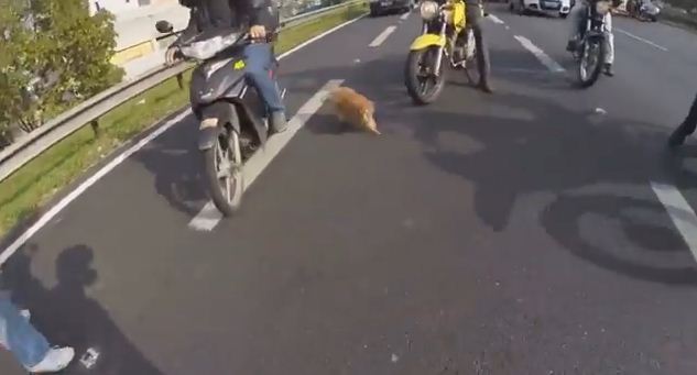 These Bikers Completely Stopped Traffic On A Busy Highway To Save A Terrified Dog