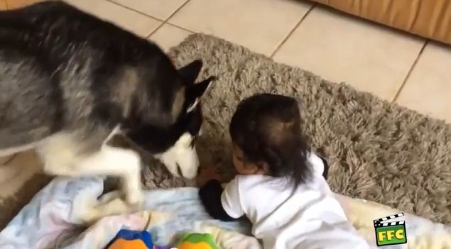 Pets & Babies Being Utterly Adorable Together