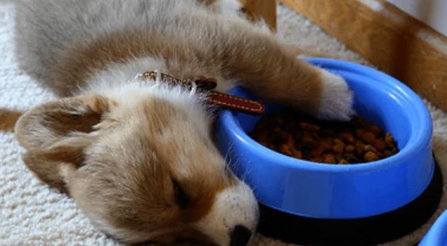 Breakfast in bed was Never so Cute