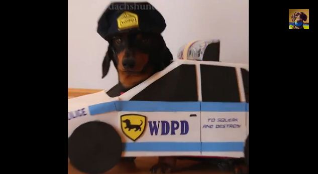 Puppies Playing Cops & Robbers