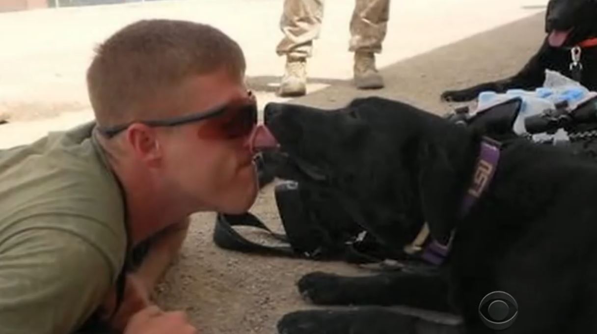 A Marine And Military Dog Who Haven’t Seen Each Other In Three Years Reunite, And It’s Beautiful!