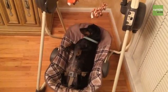 This Dachshund Relaxing In A Baby Swing Doesn’t Have A Care In The World