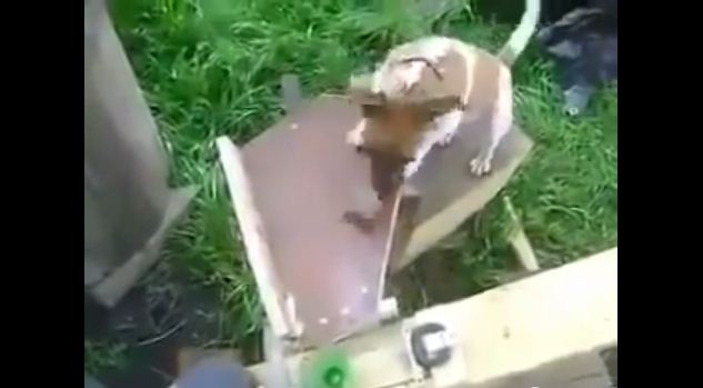 Puppies Everywhere Will Want What One Engineer Made For His Energetic Dog