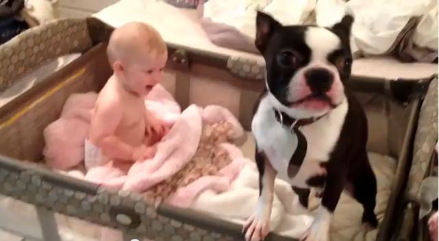 This Boston Terrier’s Morning Routine Will Put The Biggest Smile On Your Face