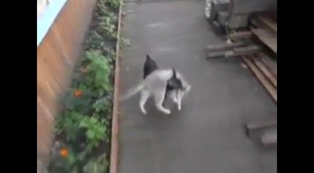 Some Dogs Play Fetch With A Ball Or Stick, But Not This Clever Little Pooch