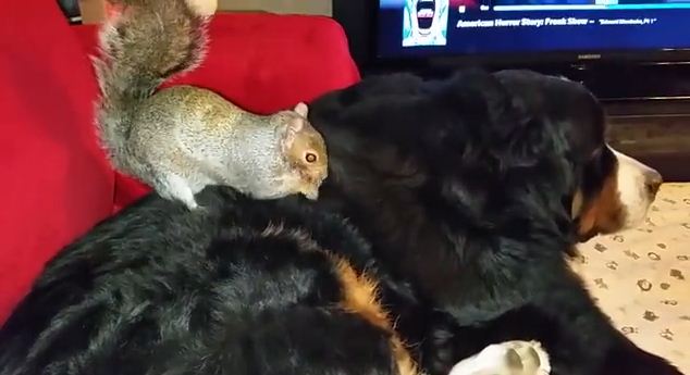 Rescued Squirrel Gives Back Rubs To His Dog Friend