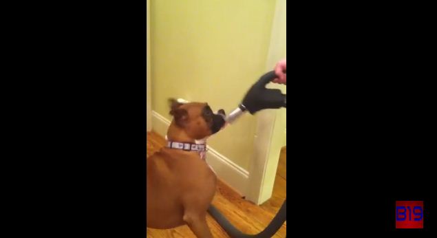 She Was Just Trying To Vacuum The House, But This Hysterical Dog Had Other Plans