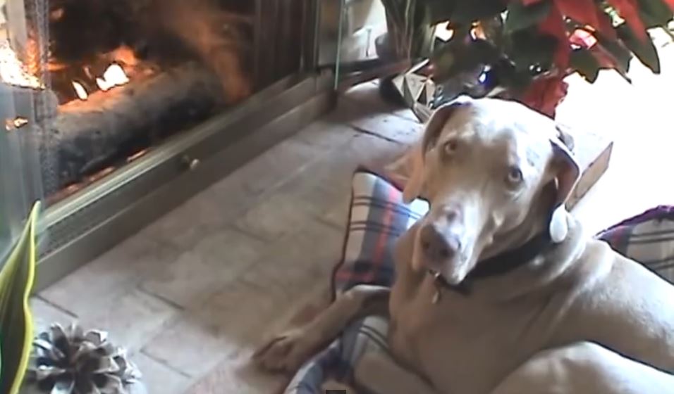 Clever Dog Knows The Perfect Way To Warm Up On A Chilly Day