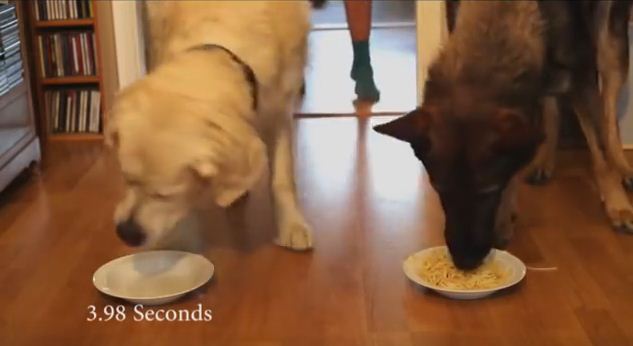 Spaghetti-Eating Competition: Golden Retriever vs. German Shepherd