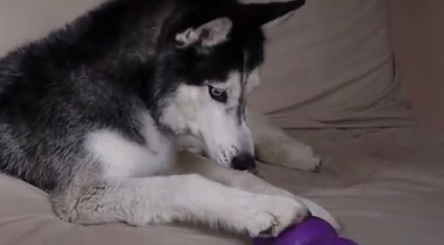 Watch These Two Huskies Argue Over Who Owns The Toy!