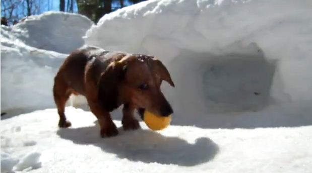 Adorable Dachshunds Play Hockey Like The Pros!