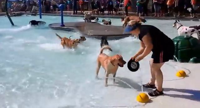 Watching This Amazing Doggie Pool Party Will Make Your Day Infinitely Better