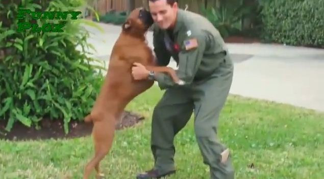 Dogs Welcoming Home their Military Humans