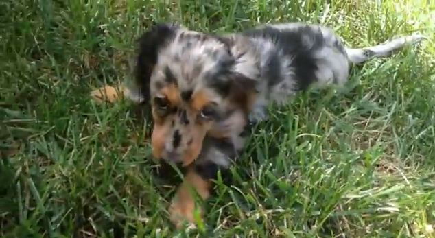 This Rescued Long Haired Dachshund Puppy Will Help You Get In The Spring Spirit