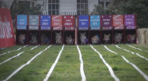 Watch The World’s First Ever Corgi Race